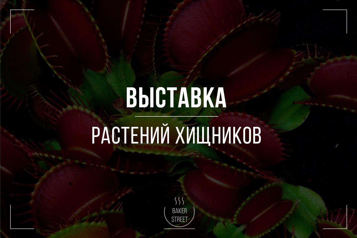 Выставка хищных растений воронеж. Выставка хищных растений.